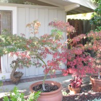 Photo Thumbnail #1: Japenese maples in pots