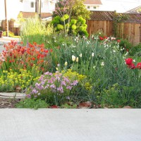 Photo Thumbnail #3: Spring bulbs