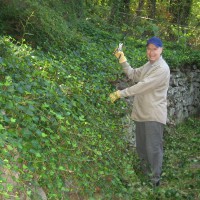 Photo Thumbnail #3: Ivy being cut back on back patio