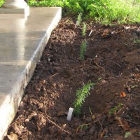 Photo Thumbnail #5: Planted a rosemary hedge in front of the porch.