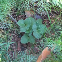 Photo Thumbnail #9: Strawberry plants along my front walkway