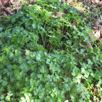 Photo Thumbnail #11: My parsley under the Bradford pear thinks it's...