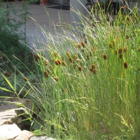 Photo Thumbnail #2: Cattails in my pond (there before, but all...