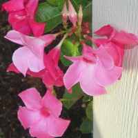 Photo Thumbnail #3: Mandevilla vine