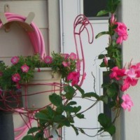 Photo Thumbnail #5: Can't get enough pink!!  Even the water hose is...