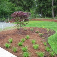 Photo Thumbnail #11: japanese maple, daylilies, pieris japonica and...