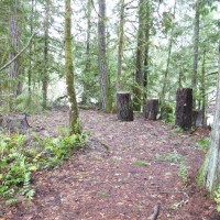 Photo Thumbnail #13: trail into woods that leads to river