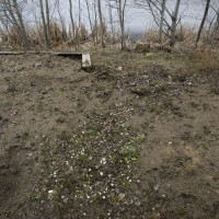 Photo Thumbnail #9: View Of Back Yard Sloping Down To the Pond