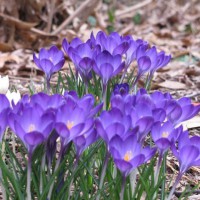 Photo Thumbnail #18: Crocus this spring