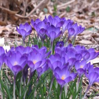 Photo Thumbnail #18: Crocus this spring