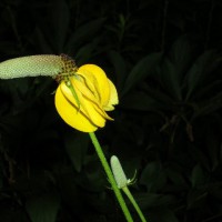 Photo Thumbnail #10: Prairie Coneflower