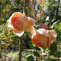 Photo Thumbnail #9: David Austin Rose