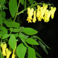 Photo Thumbnail #14: Bleeding Heart Vine