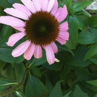 Photo Thumbnail #1: Purple cone flower blooms have arrived, planted...