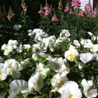Photo Thumbnail #9: Petunias and snapdragons were planted in the...