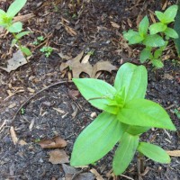 Photo Thumbnail #7: Zinnias were put in the new flower bed a few...