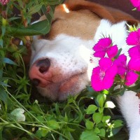 Photo Thumbnail #6: Petunia, the hound dog, falls asleep daily in a...