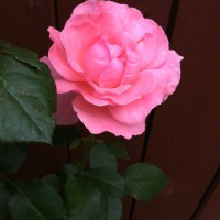 Photo Thumbnail #4: My climbing rose has been kind to me......