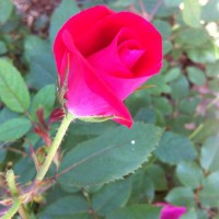 Photo Thumbnail #5: New knock out roses will serve as a hedge in...