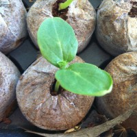 Photo Thumbnail #3: Started cucumbers in the vegetable garden