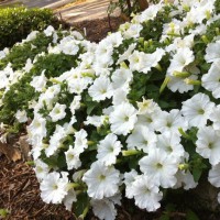 Photo Thumbnail #2: The glory of these wave petunias is that they...