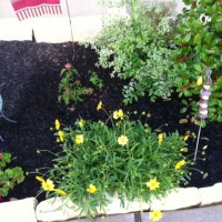 Photo Thumbnail #7: Coreopsis, Geranium, Lantana