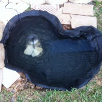 Photo Thumbnail #2: Pond I just installed for my sweet hubby....