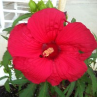 Photo Thumbnail #15: My 10 inch plate hibiscus