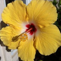 Photo Thumbnail #11: One of my Hibiscus plants finally popped up.