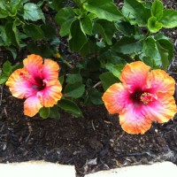 Photo Thumbnail #14: My new exotic hibiscus