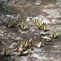 Photo Thumbnail #7: Butterflies on the banks of the Tennessee River