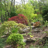 Photo Thumbnail #1: Japanese Maples