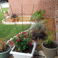 Photo Thumbnail #3: Garden off patio rear of house