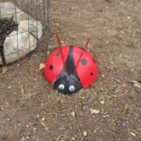 Photo Thumbnail #8: We also have giant ladybugs here, they don't...