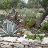 Photo Thumbnail #2: Texas has the largest grasshoppers ever!