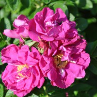 Photo Thumbnail #7: Rosa rugosa 'Purple Pavement'