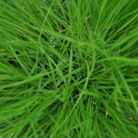 Photo Thumbnail #10: Prairie Dropseed. Early May.