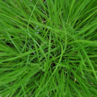 Photo Thumbnail #10: Prairie Dropseed. Early May.