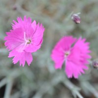 Photo Thumbnail #9: Dianthus 'Firewitch'. Early May.