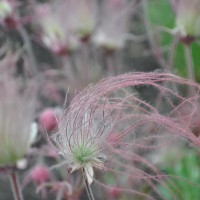 Photo Thumbnail #8: Prairie Smoke. Early May.