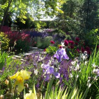 Photo Thumbnail #2: My perennial strolling garden.  June, 2011....