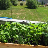 Photo Thumbnail #20: Squash taking over. 