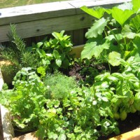 Photo Thumbnail #22: mint, rosemary, basil, cilantro, dill (MY...