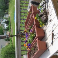 Photo Thumbnail #8: My flower boxes for around the deck. I don't...