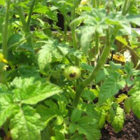 Photo Thumbnail #17: some baby cherry tomatoes..