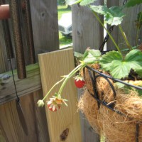 Photo Thumbnail #14: Strawberries before some critter ate them.