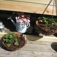 Photo Thumbnail #12: Strawberries in the coconut baskets.. already...