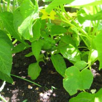 Photo Thumbnail #21: green pepper sighting!