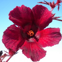 Photo Thumbnail #5: hibiscus panama red