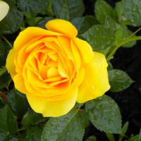 Photo Thumbnail #6: yellow rose 